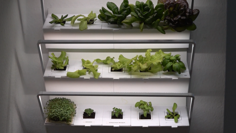 Salat selbst anbauen - auch ohne grünen Daumen (Foto: SAT.1 NRW)