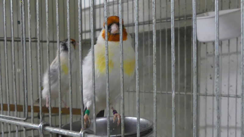 Tote Vögel in Kleingartenverein (Foto: SAT.1 NRW)