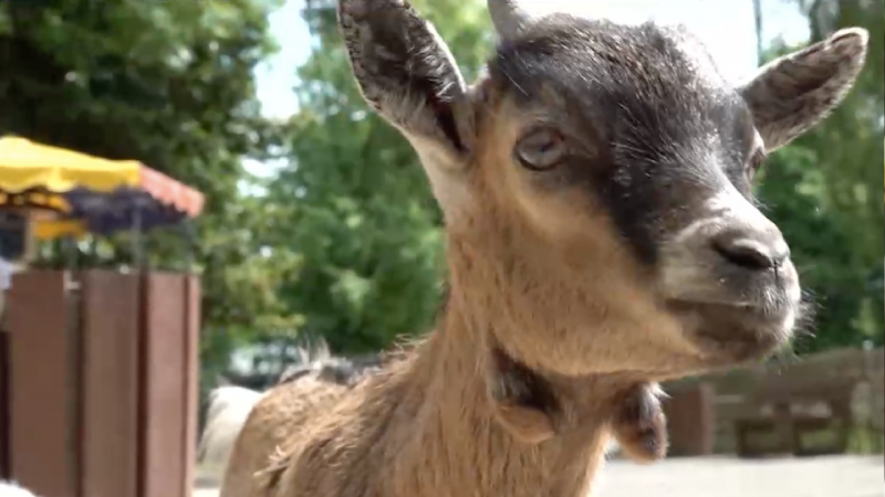 Babyboom im Tierpark (Foto: SAT.1 NRW)