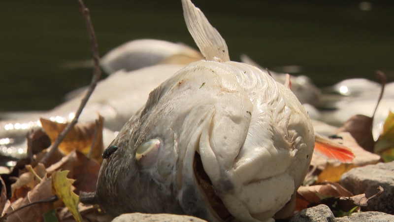 Hunderte tote Fische (Foto: SAT.1 NRW)