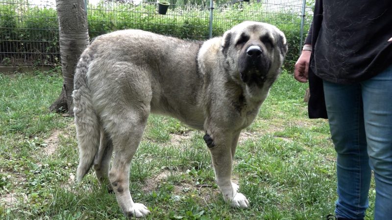 Hund wurden Ohren abgeschnitten (Foto: SAT.1 NRW)