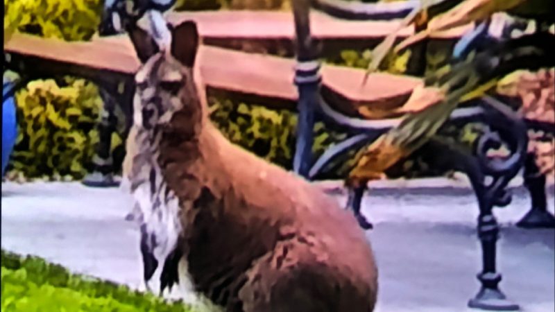 Känguru entlaufen im Kreis Heinsberg (Foto: SAT.1 NRW)