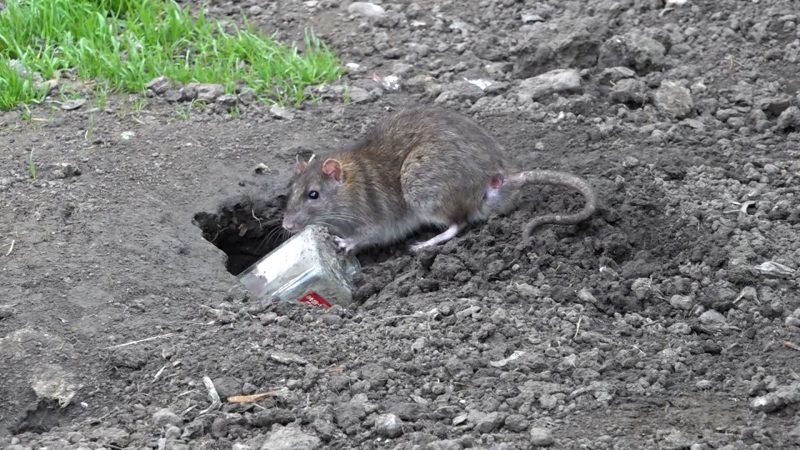 Rattenplage endlich im Griff? (Foto: SAT.1 NRW)