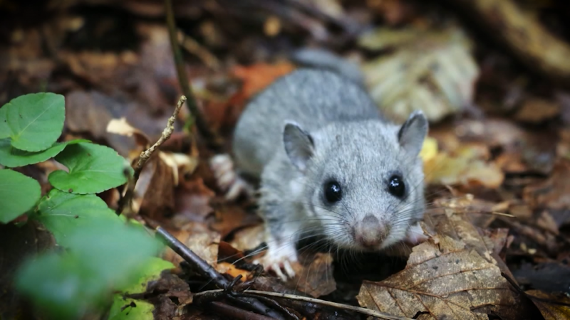 Der Siebenschläfer im Rampenlicht (Foto: SAT.1 NRW)