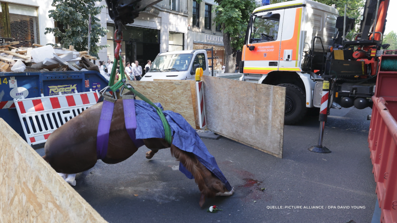Pferd stirbt bei Schützenumzug (Foto: SAT.1 NRW)