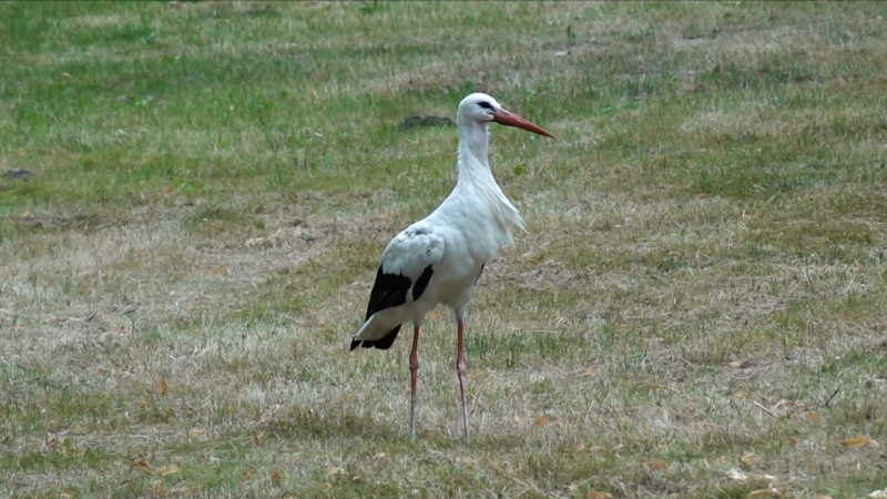 Storch mit Liebeskummer (Foto: SAT.1 NRW)