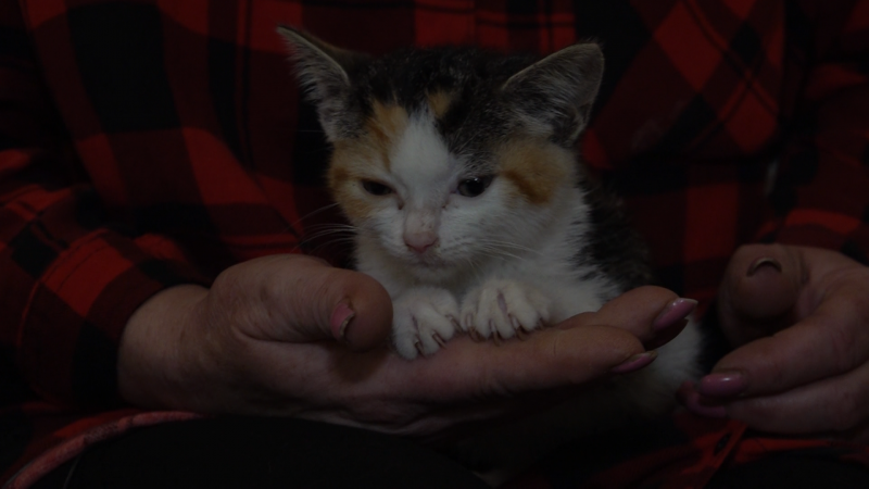 Jugendliche benutzen Katzenbaby als Fußball (Foto: SAT.1 NRW)