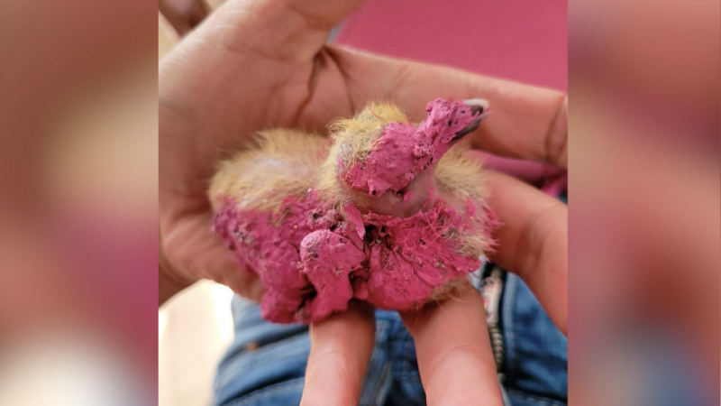Taubenbabies übermalt von Handwerkern? (Foto: SAT.1 NRW)