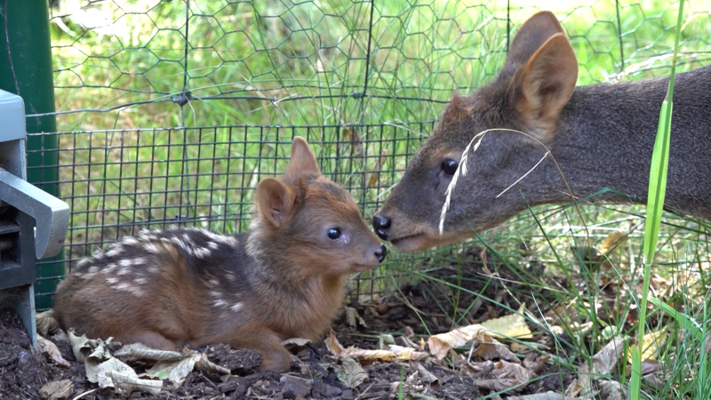 Kleiner Pudu in Kölner Zoo geboren (Foto: SAT.1 NRW)