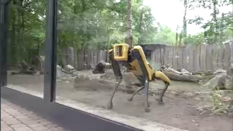 Roboterhund im Zoo (Foto: SAT.1 NRW)