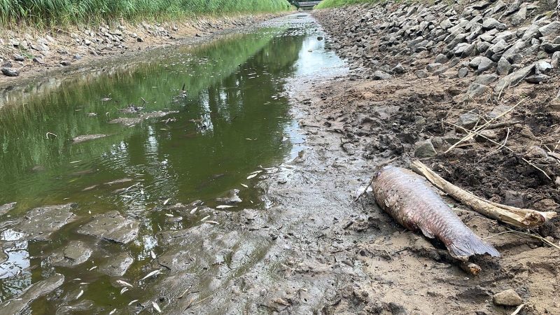 Trockenheit sorgt für tote Fische in der Issel (Foto: SAT.1 NRW)