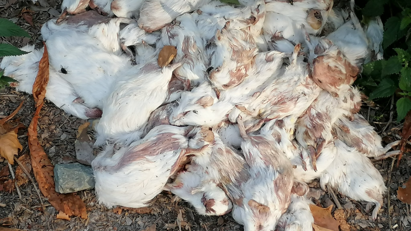 30 tote Meerschweinchen auf Parkplatz gefunden (Foto: SAT.1 NRW)