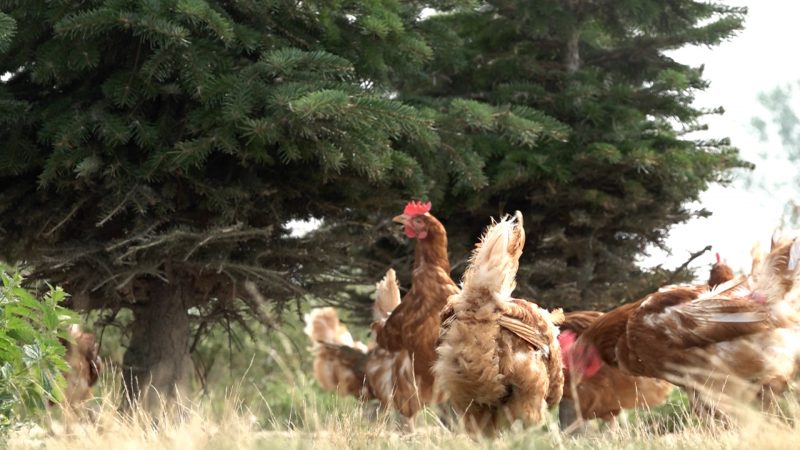 Keine Tannenbäume für Hühner in Anröchde (Foto: SAT.1 NRW)