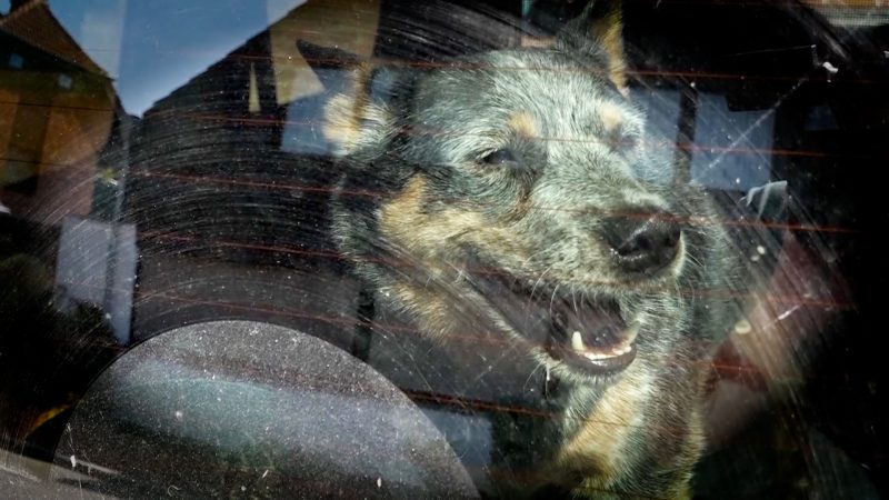 Hund im Auto eingesperrt (Foto: SAT.1 NRW)