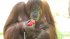 Orang Utan-Baby geboren (Foto: SAT.1 NRW)