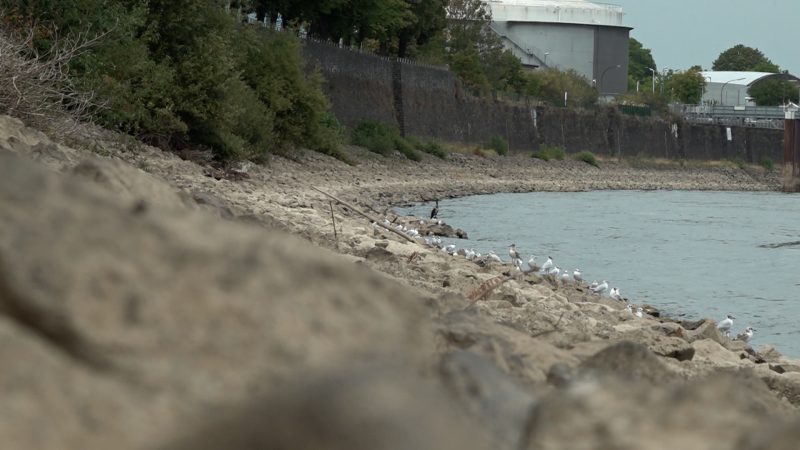 Rheinpegel auf Rekordtief (Foto: SAT.1 NRW)