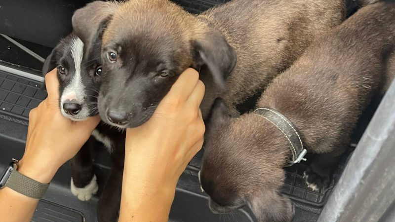 Umstrittene Zoohandlung stoppt Welpenverkauf (Foto: SAT.1 NRW)