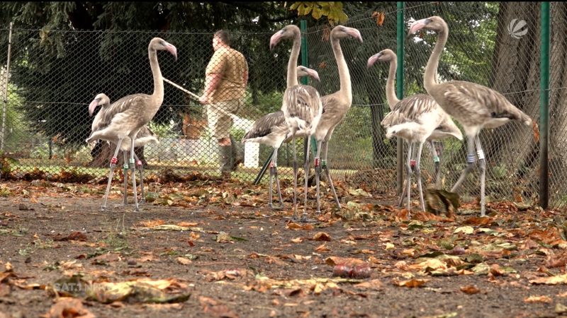 Nachwuchs bei Flamingos (Foto: SAT.1 NRW)