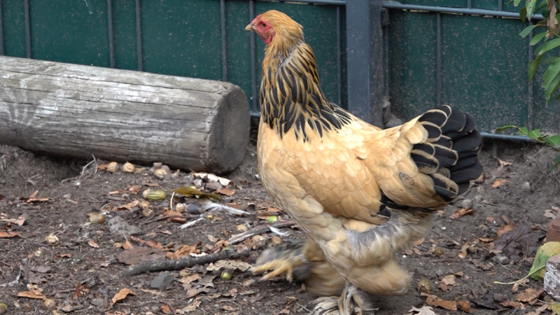 Huhn aus Kita geklaut (Foto: SAT.1 NRW)