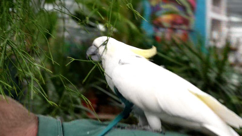 Kakadu als täglicher Begleiter (Foto: SAT.1 NRW)