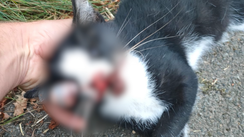 Totgefahrene Katze wird zum Politikum (Foto: SAT.1 NRW)