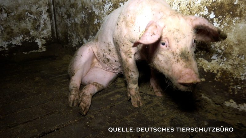 Tierquälerei in Schweineställen? (Foto: SAT.1 NRW)