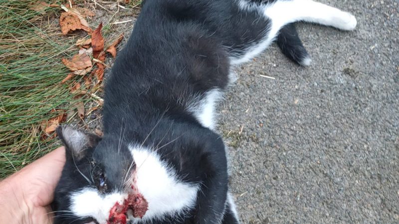 Gnadentat? Polizei überfährt Katze (Foto: SAT.1 NRW)