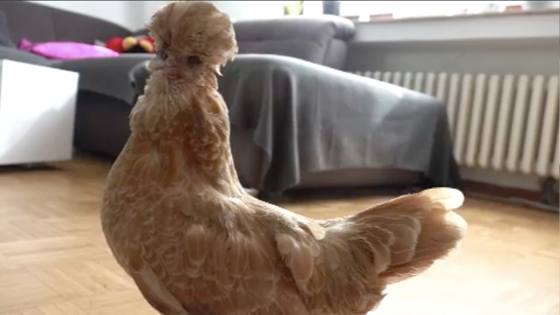Das lustigste Huhn aus NRW (Foto: SAT.1 NRW)
