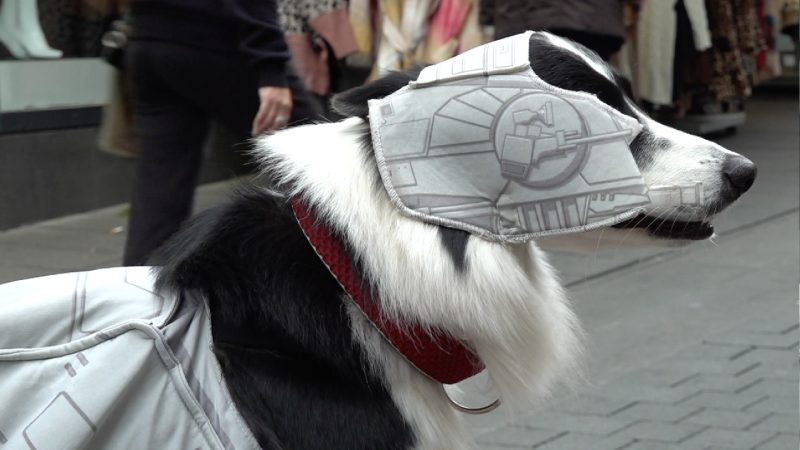 Star Wars-Hund aus Bochum (Foto: SAT.1 NRW)