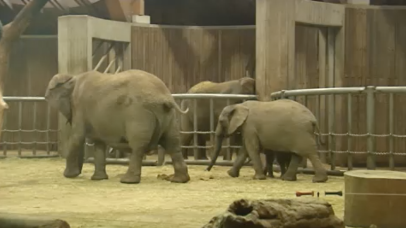 Elefantenbaby Tsavo eingeschläfert (Foto: SAT.1 NRW)