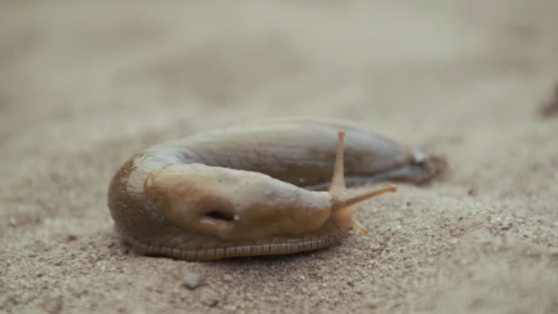 Nacktschnecke verseucht Trinkwasser (Foto: SAT.1 NRW)