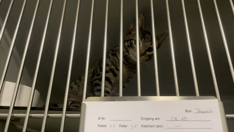 Katze in Karton fast erstickt (Foto: SAT.1 NRW)