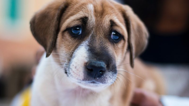 Tiertafeln in Not (Foto: SAT.1 NRW)