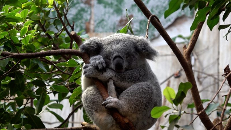 Koala-Babys in Duisburg vorgestellt (Foto: SAT.1 NRW)