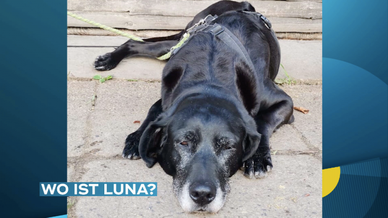 Hund vermisst wegen Böllerei (Foto: SAT.1 NRW)