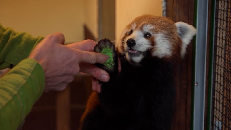 Panda-Dame Kamala malt Bilder (Foto: SAT.1 NRW)