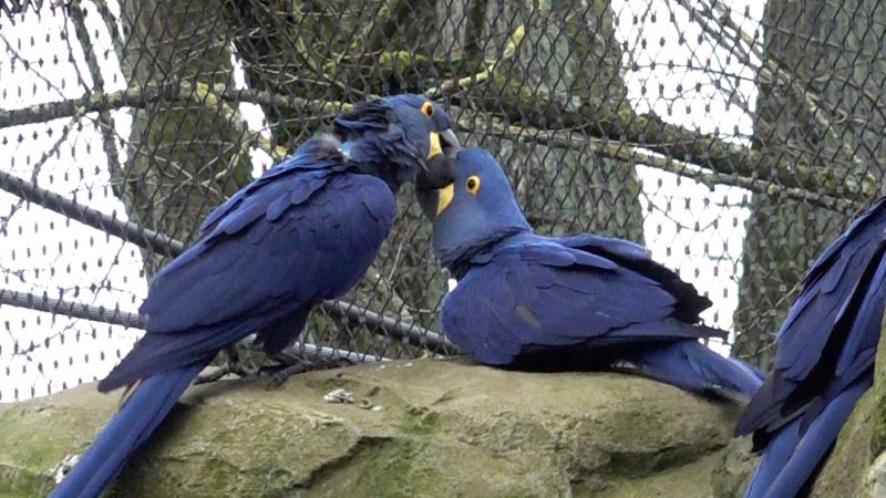 Ara-Papageien sind die Zootiere des Jahres (Foto: SAT.1 NRW)