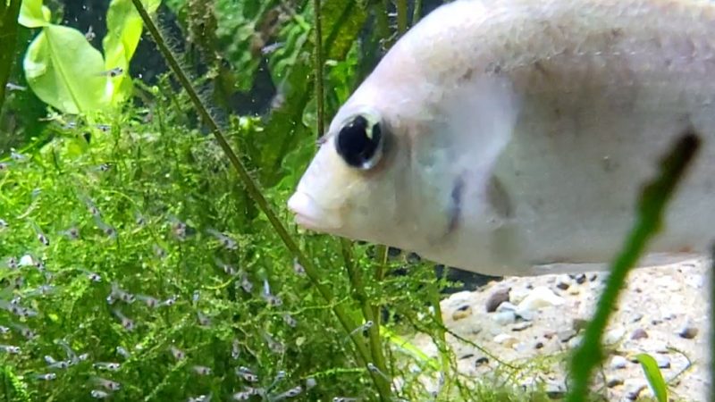 Seltene Barsch-Babys im Zoo Duisburg (Foto: SAT.1 NRW)