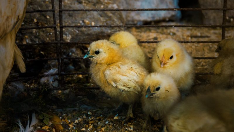 NRW-Kücken im Ausland geschreddert (Foto: SAT.1 NRW)