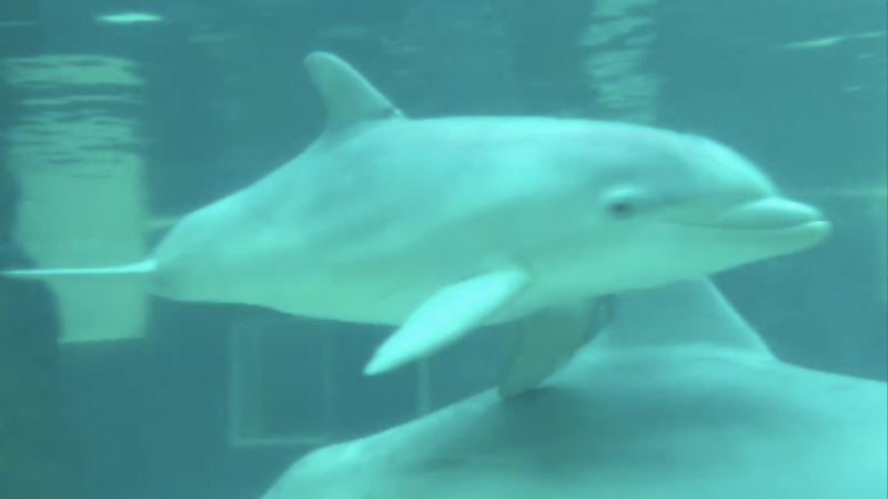 Kleiner Delfin im Duisburger Zoo (Foto: SAT.1 NRW)