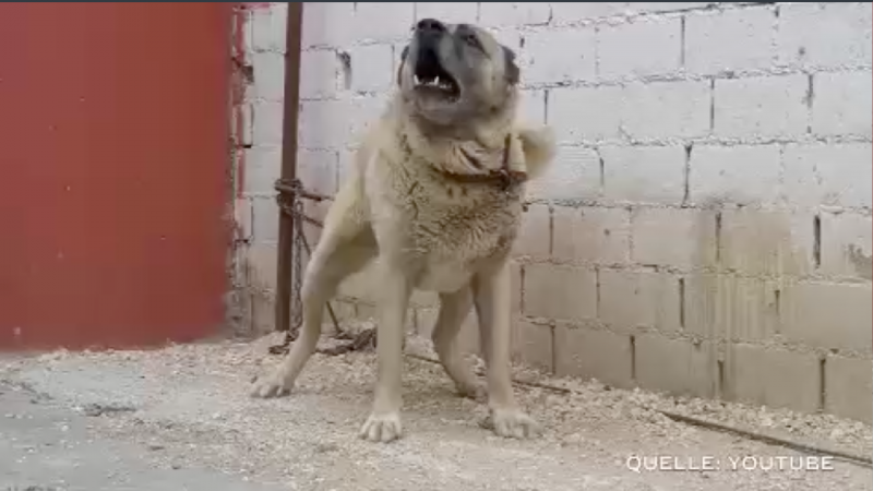 Kangal soll Terrier getötet haben (Foto: SAT.1 NRW)