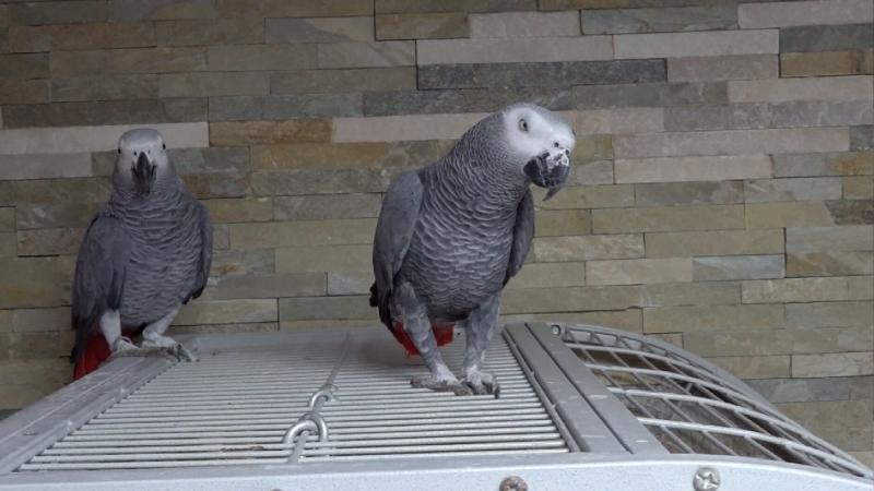 Papagei verjagt Einbrecher (Foto: SAT.1 NRW)