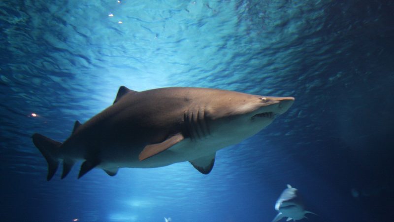 Nutrias-Angriff auf wehrlosen Hai! (Foto: SAT.1 NRW)
