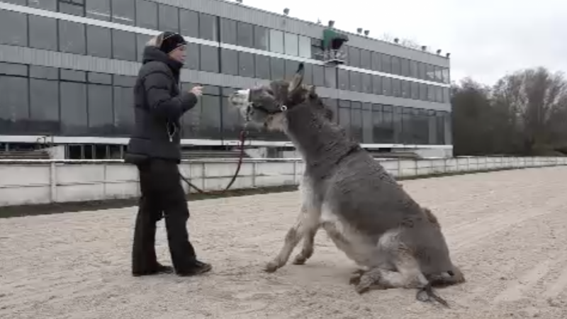 Dieser Esel hat einiges drauf (Foto: SAT.1 NRW)