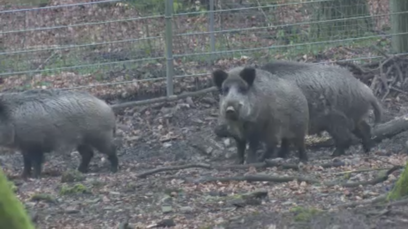 Wildschweine verirren sich in Wohngebiet (Foto: SAT.1 NRW)