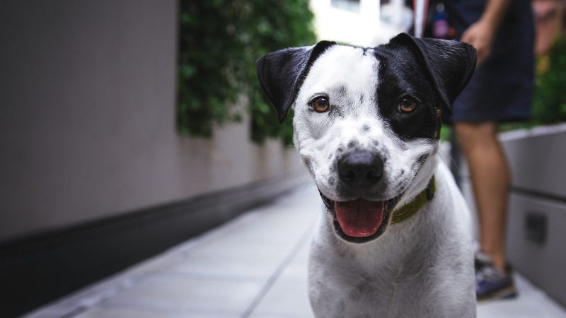 Mann ohne Hund muss Hundesteuer zahlen  (Foto: SAT.1 NRW)