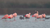Flamingos in NRW (Foto: SAT.1 NRW)