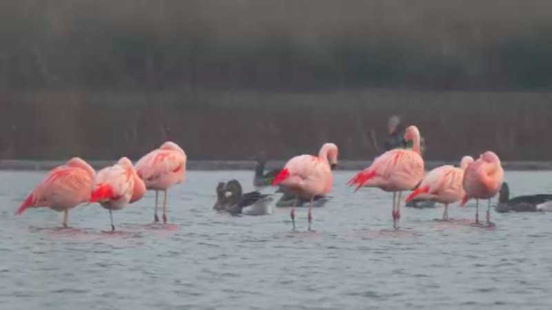 Flamingos in NRW (Foto: SAT.1 NRW)