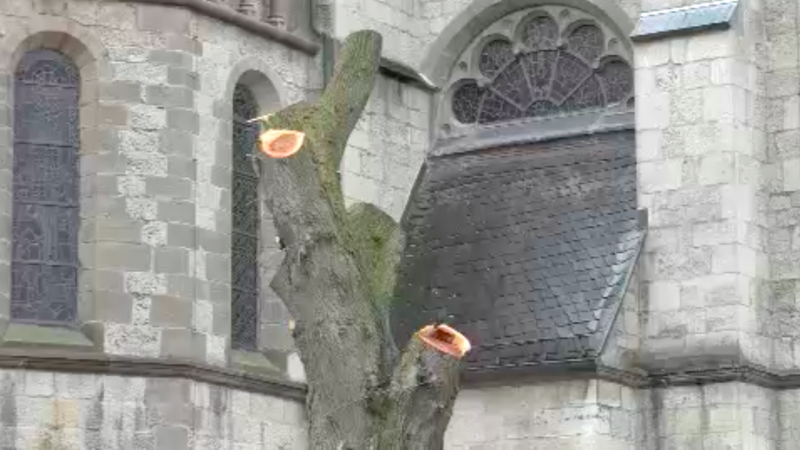 Falscher Baum gefällt in Warburg (Foto: SAT.1 NRW)