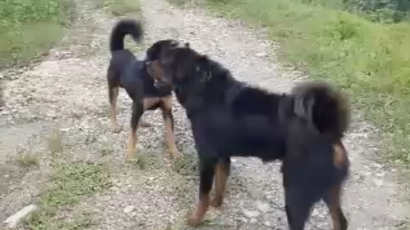 Hund beißt Dackel tot (Foto: SAT.1 NRW)